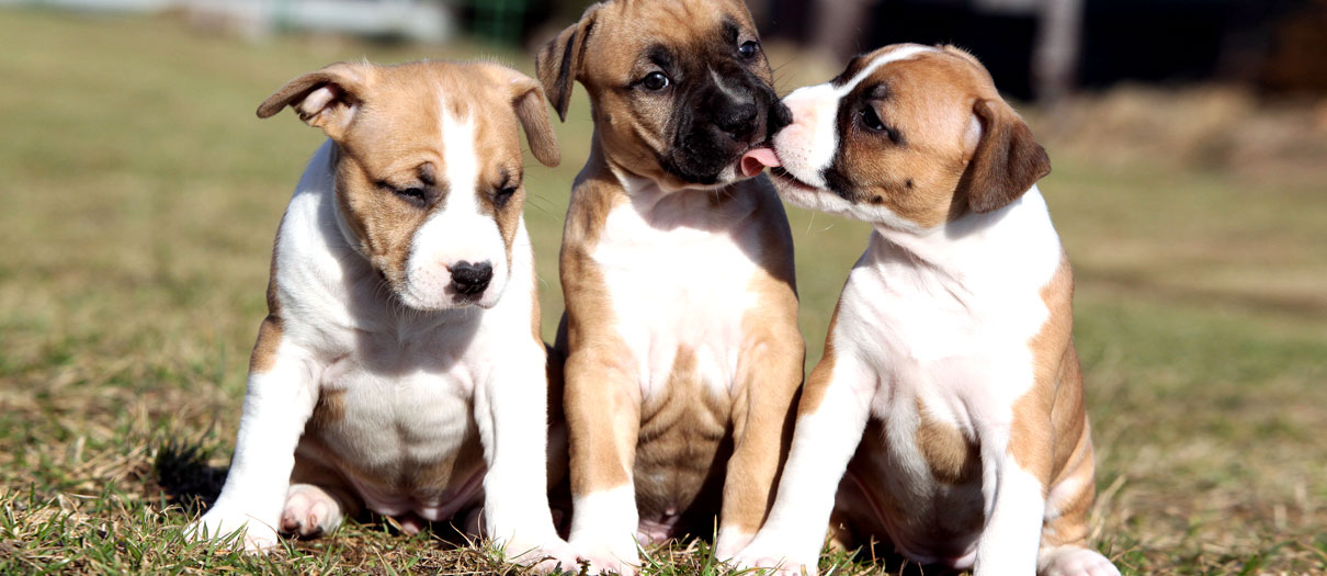 Thier Garden Valverde - Pensione per cani